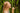 Foundations of Nutrigenomics