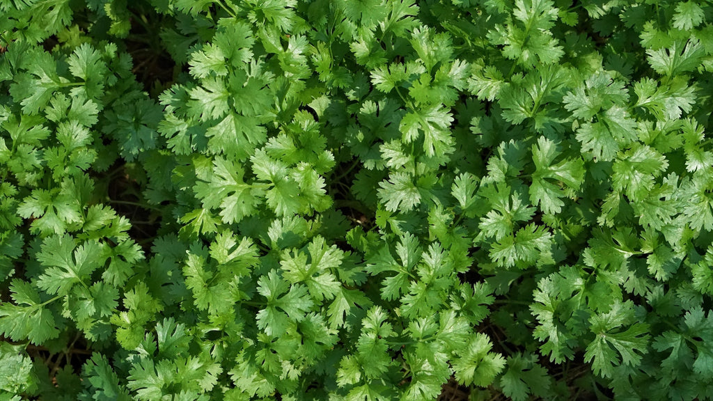 Why Does Cilantro Taste Like Soap to Me, But Great for Others?