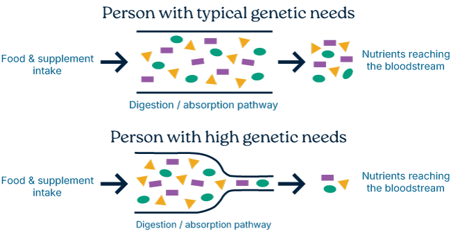 The science of genetics and DNA as it relates to your nutrition